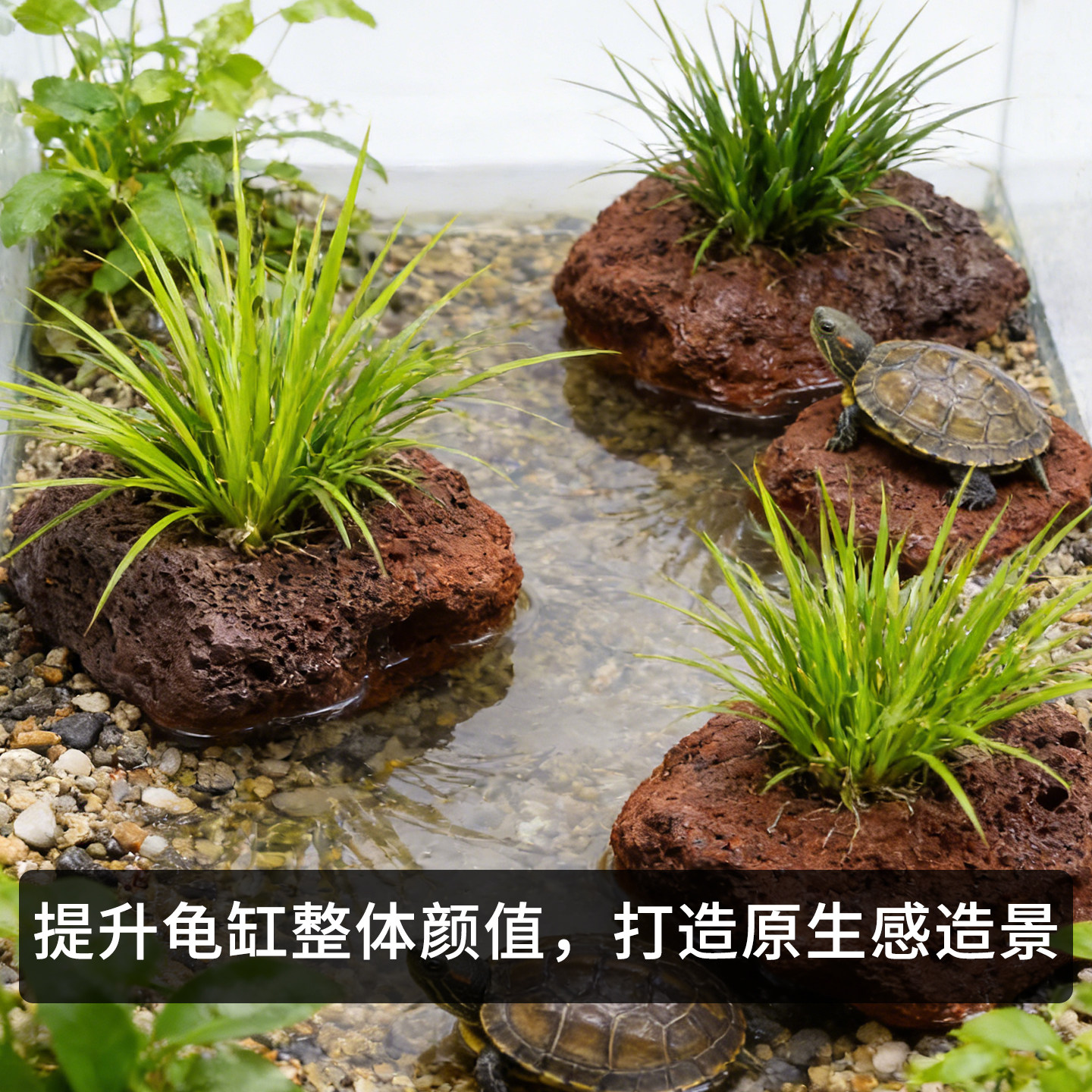 鱼缸火山石附石菖蒲龟缸水草活体植物生态造景净水养龟绿植不浑水