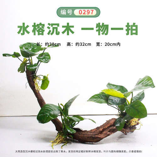 水榕沉木一体造景树鱼缸水草活体植物装饰真水草好养增氧阴性草
