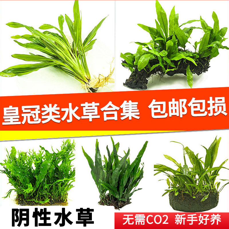 水草鱼缸专用溪流缸水培绿九冠皇冠草缸水族箱造景新手活体真水草