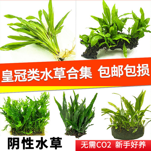 鱼缸溪流缸水草绿九冠皇冠类植物