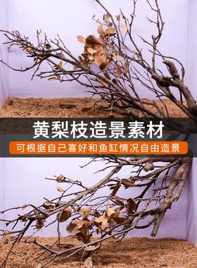 黄梨枝造景沉木树枝原生缸南美缸专用装饰鹿角枝条黄栎木天然枯木