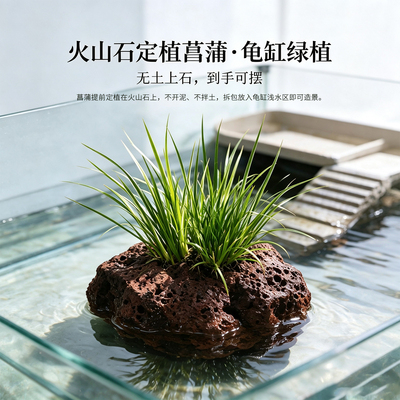 生态龟缸水培绿植菖蒲火山石造景植物乌龟缸净化水质水生观赏水草