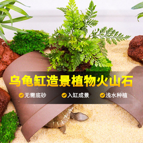 乌龟缸造景火山石植物水草绿植