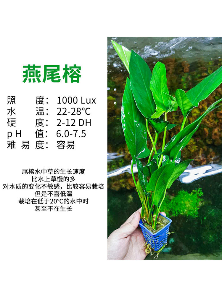 大叶水榕水草燕尾榕沉木鱼缸中后景淡水懒人好养阴性新手四季植物