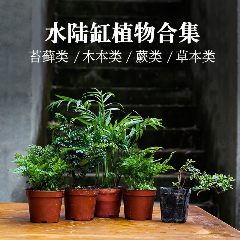 绿植短绒蕨类蕨类生态缸材料植物