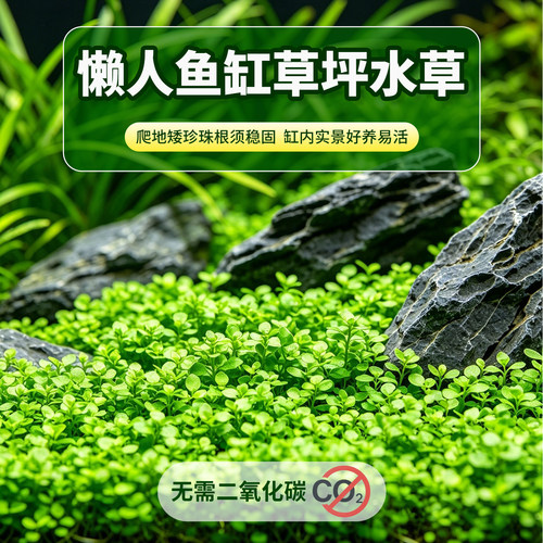 爬地矮珍珠水下叶水草速成草坪生态鱼缸造景淡水活体定植观赏水草