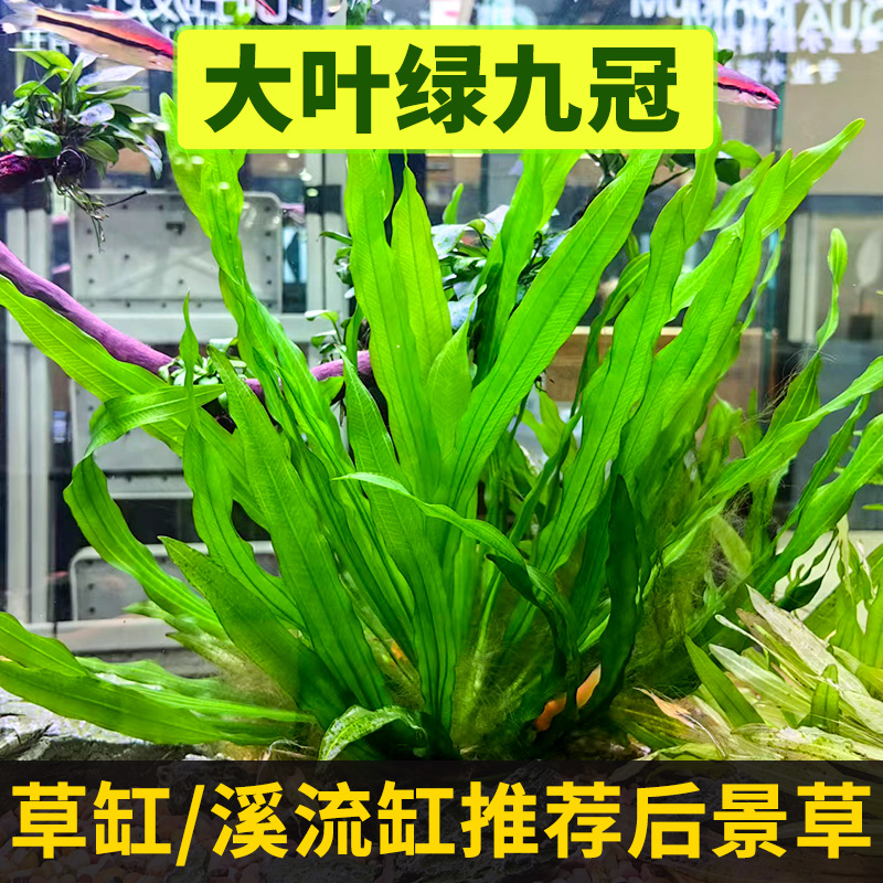 造景皇冠草大叶绿九冠好养鱼缸
