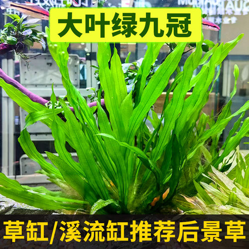 造景皇冠草大叶绿九冠好养鱼缸