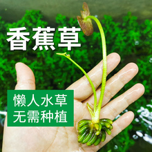 香蕉草 水草水下活体植物鱼缸造景淡水懒人四季无土阴性水草水族