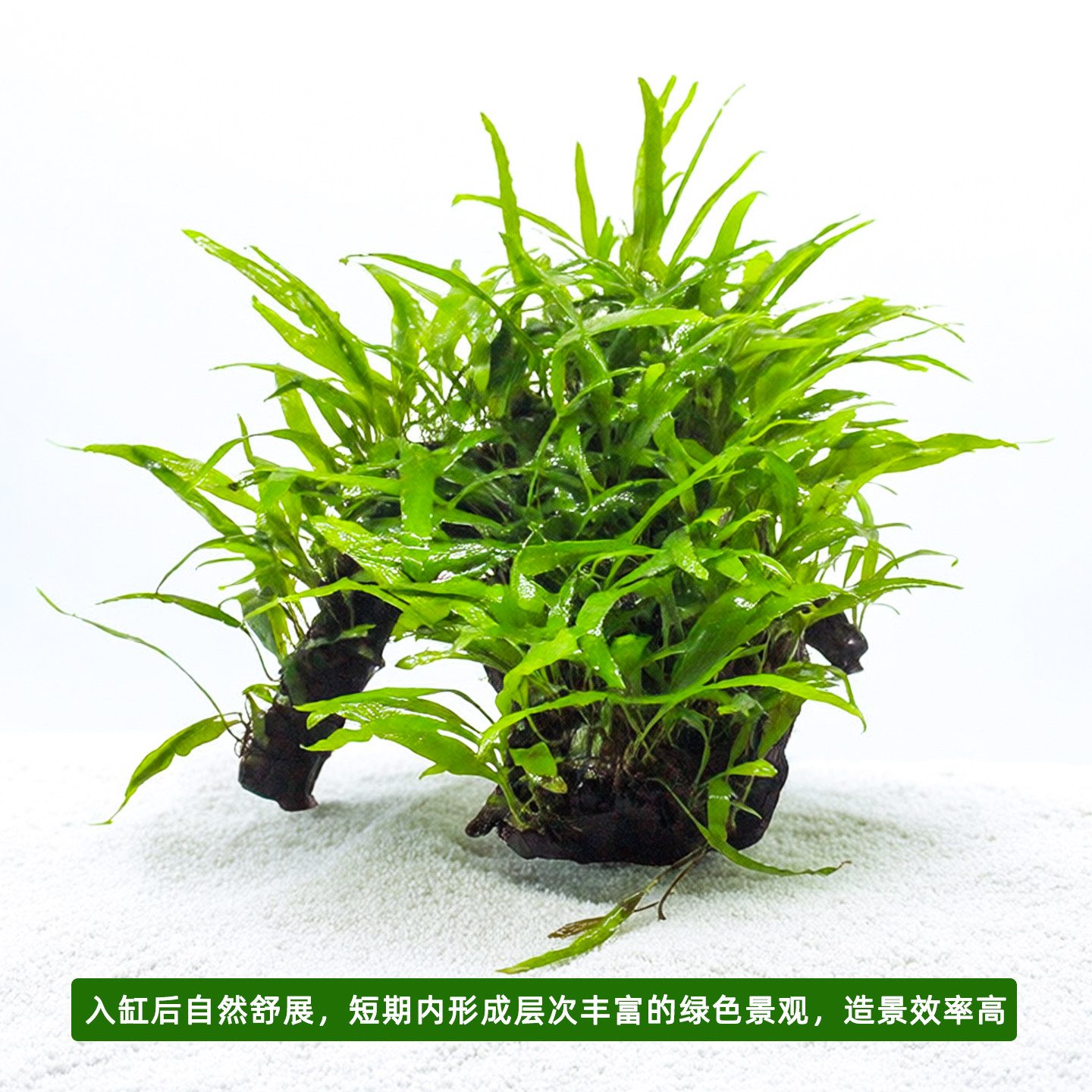 鱼缸造景懒细叶铁皇冠沉木水草新手淡水无土水培植物装饰皇冠水草,宠物/宠物食品及用品,造景/装饰,淘宝优惠券,粉丝福利购,淘宝优惠卷