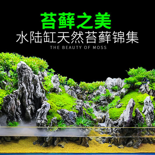 水陆缸造景植物苔藓盆栽生态瓶