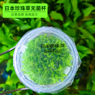 日本高珍珠草无菌杯鱼缸专用水草造景淡水新手有茎类耐阴植物水培