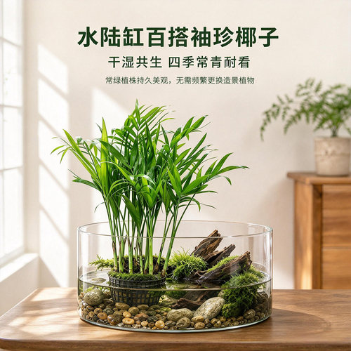 水陆缸活体植物袖珍椰子黄缘闭壳龟缸造景假山小盆景装饰常青植物