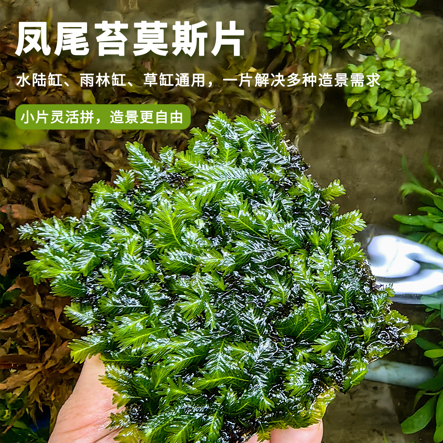 草缸造景新手凤尾莫斯片懒人造景淡水沉水型水草植物生态缸蕨类