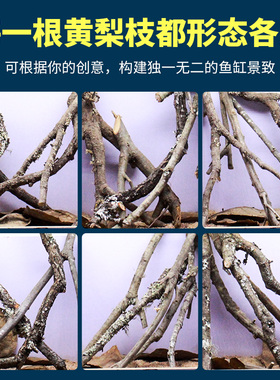 鱼缸造景树枝黄梨枝沉木黄栎木原生鱼缸造景木倒挂鹿角枝南美枝条