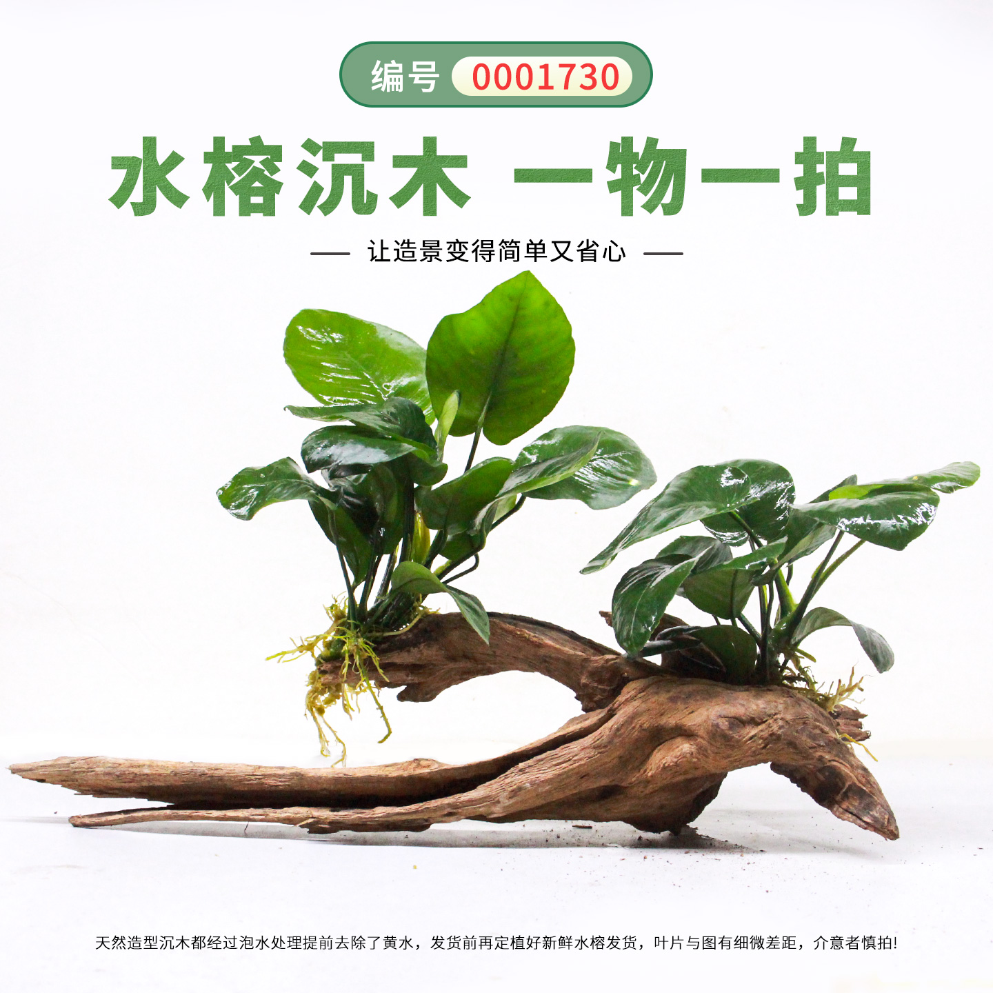 水榕沉木鱼缸造景专用大叶水草活体挺水型淡水植物净水增氧懒人草