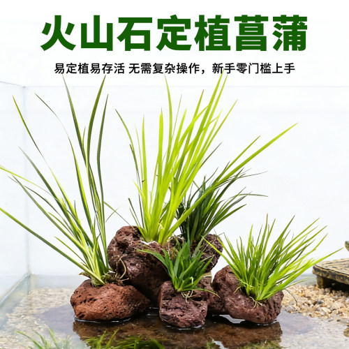 菖蒲水草火山石鱼缸龟缸水培植物