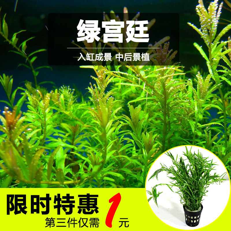 绿宫廷水草中后景阴性水草新手好养宫廷草水族鱼缸荷兰景造景水草