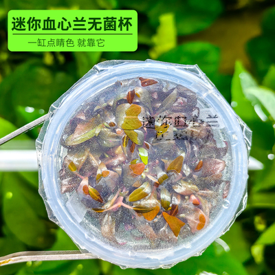 迷你血心兰无菌杯椒草类挺水型水草新手易养淡水草缸造景净水植物