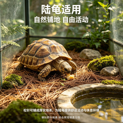 松针垫材黄缘闭壳龟专用松针爬宠陆龟饲养保湿垫料原生态造景枯叶
