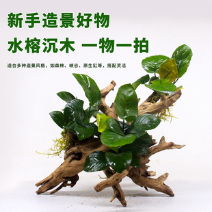 懒人沉木水草水榕树生态鱼缸造景装 饰真木头淡水增氧水质净化水草