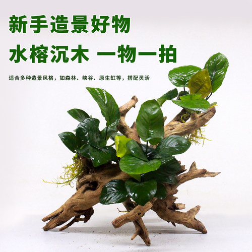 懒人沉木水草水榕树生态鱼缸造景装饰真木头淡水增氧水质净化水草