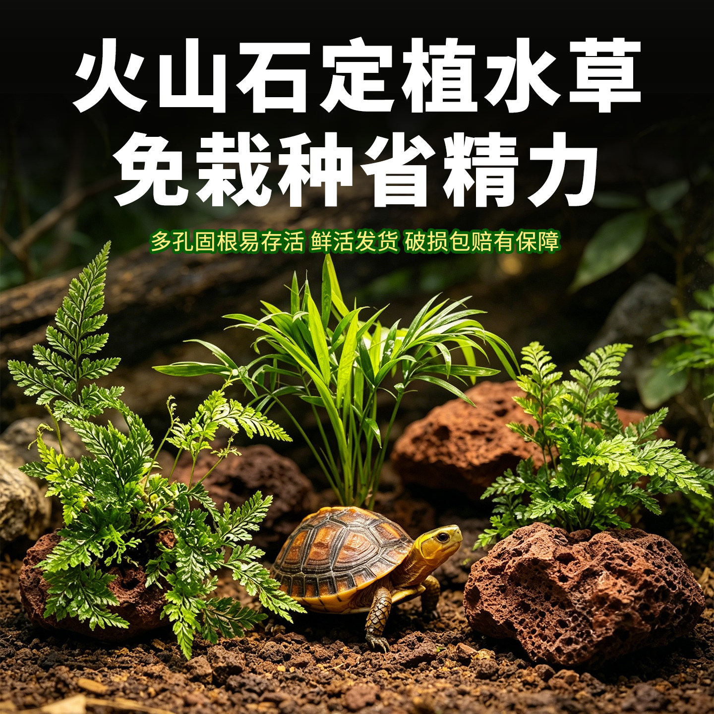黄缘龟专用造景水草菖蒲火山石乌龟缸半水龟饲养箱净水装饰植物图片