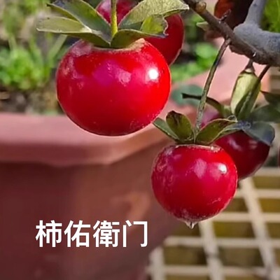 老鸦柿品种扦插苗一物一拍直播间拍品