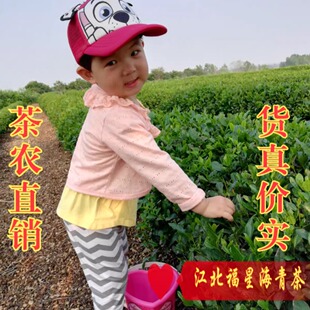 178露天大田海青绿茶豌豆香青岛胶南特产福星茶赛崂山茶2025新茶