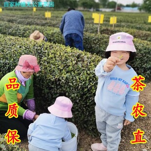 88海青绿茶豌豆香青岛胶南特产海青25年新茶赛崂山日照茶小包装