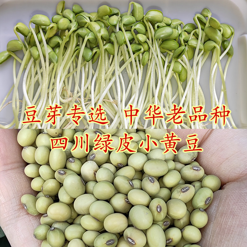 豆芽专优土黄豆农家自种四川本地老品种非转基因绿皮青皮小黄豆