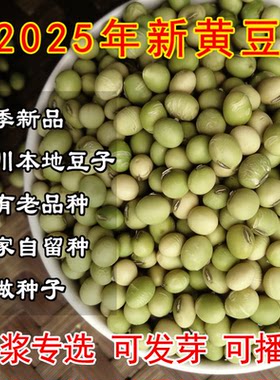 农家自种土黄豆老品种非转基因四川本地留种青皮笨黄豆绿皮打豆浆