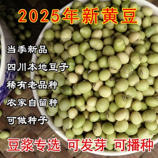 农家自种土黄豆老品种非转基因四川本地留种青皮笨黄豆绿皮打豆浆