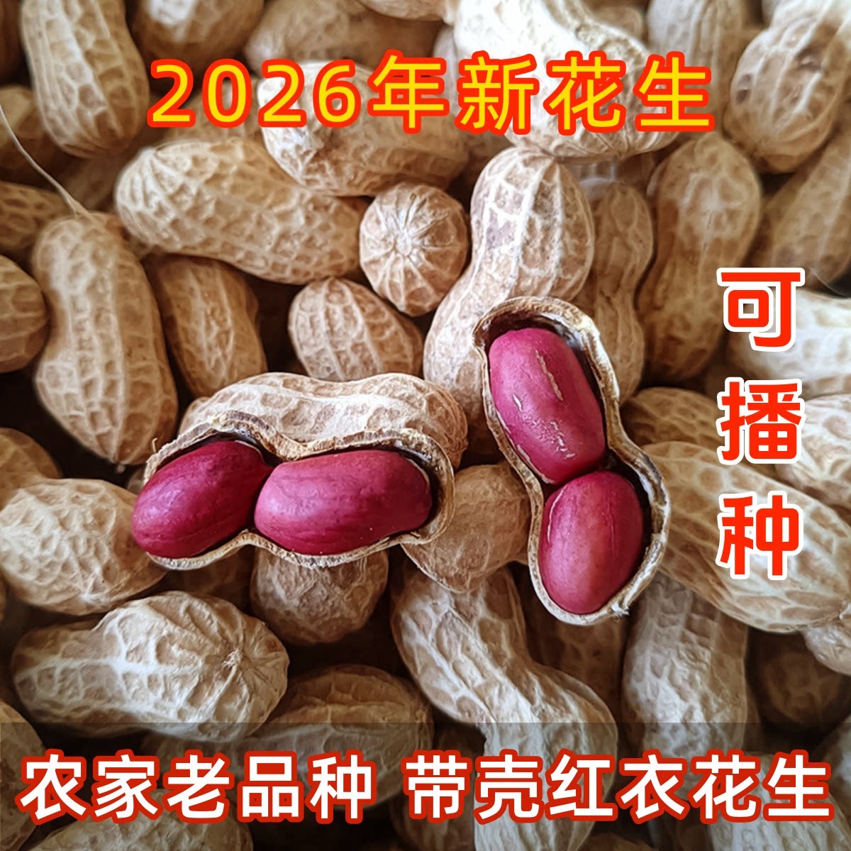 红皮花生带壳2粒土花生2026年新货四川农家老品种晒干生花生种子图片