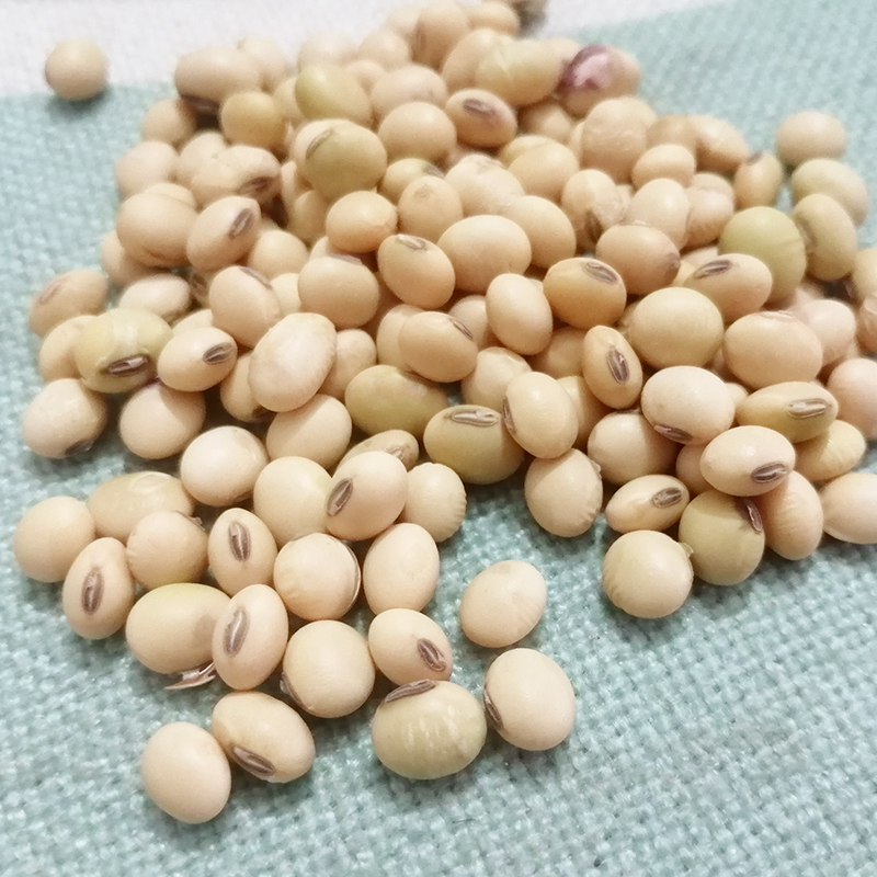 小金黄豆四川老品种农家自种本地土黄豆非转基因绿皮黑脐豆打豆浆