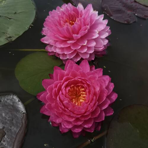睡莲多年庭院阳台四季水培