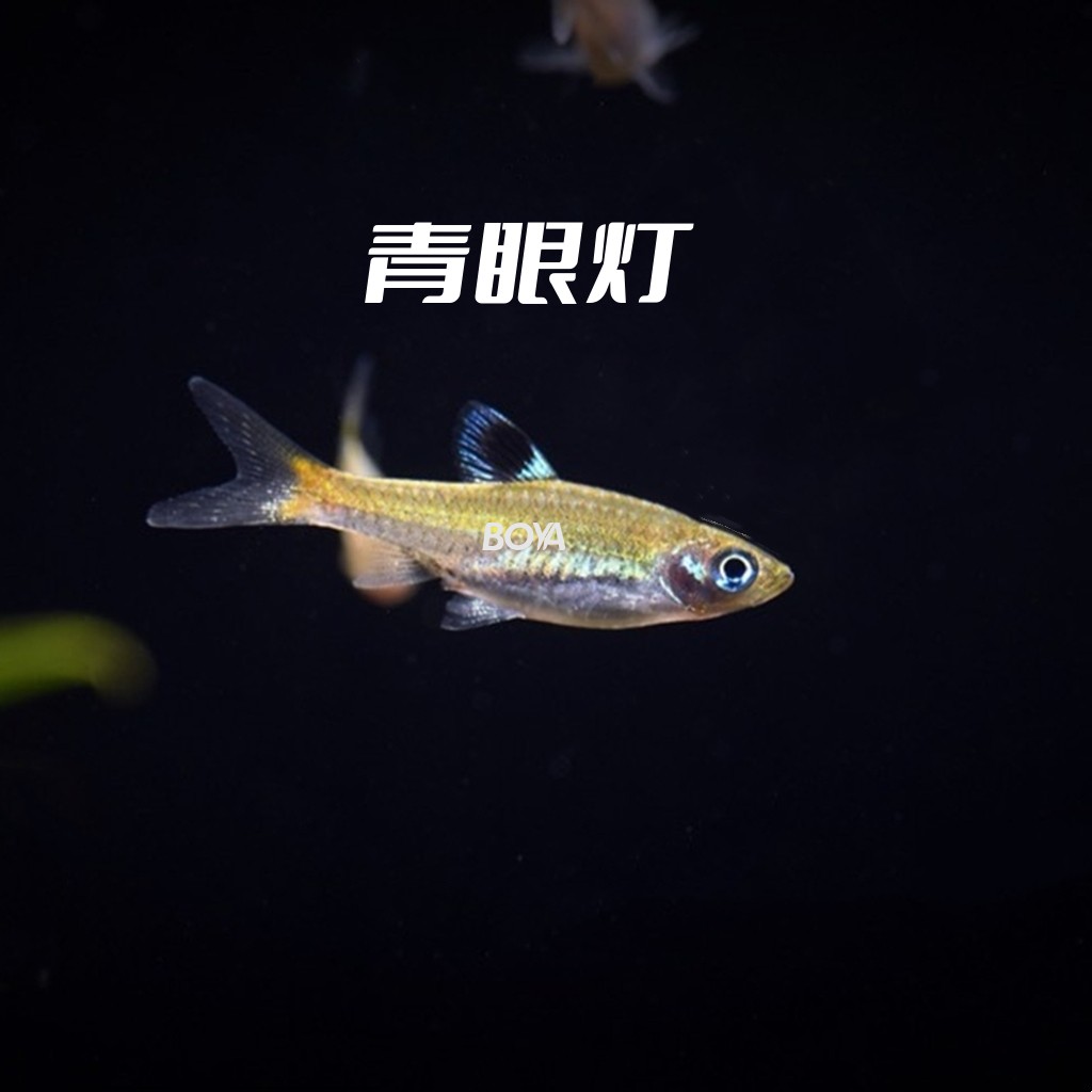 一点青眼灯鱼蓝眼鲫眼斑波活体热带观赏淡水灯科草缸小型群游高端