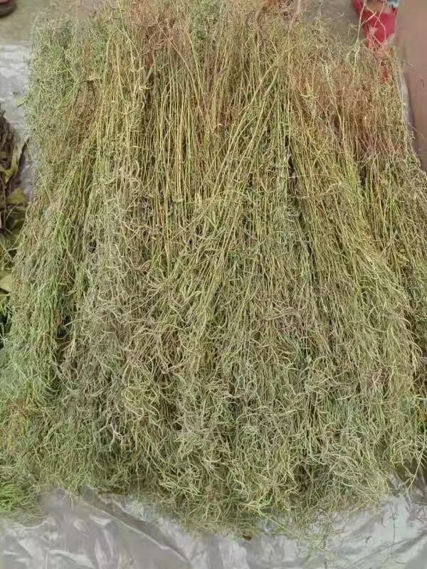 1份150克29包邮江山野生石香薷干货去暑茶凉茶叶清凉茶灵香草仙草