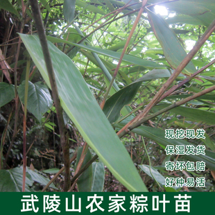 粽叶苗 野生山粽树苗 竹子苗箬叶苗 包粽子 长青绿植盆景观赏包邮
