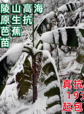 抗寒芭蕉庭院楼顶美观大叶植物