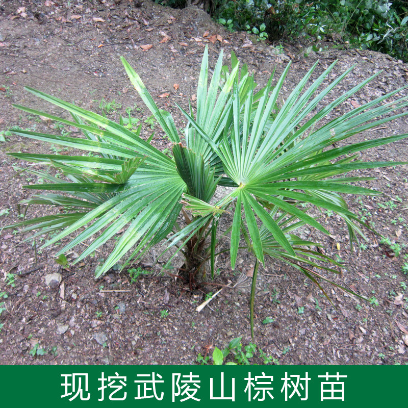 棕树 棕榈树老人葵野生棕树苗 桌面绿植