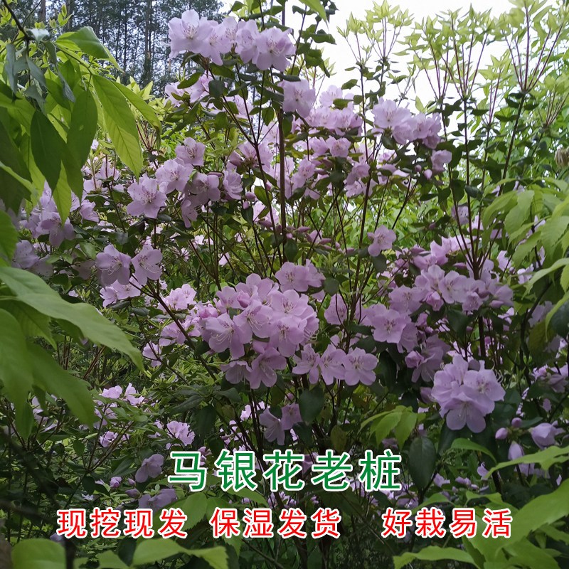 马银花 尖萼杜鹃 老桩盆景 绿植盆栽 粉色杜鹃花 雀舌清明花造型