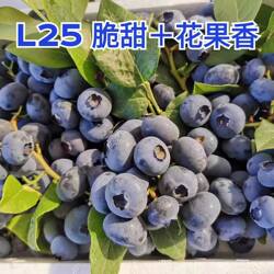 L25花香新鲜蓝莓 嘎嘣脆甜 颗颗精选 丹东产地直发 顺丰空运包邮