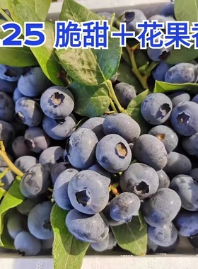 L25花香新鲜蓝莓 嘎嘣脆甜 颗颗精选 丹东产地直发 顺丰空运包邮