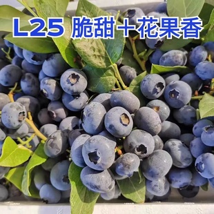 嘎嘣脆甜 包邮 颗颗精选 顺丰空运 丹东产地直发 L25花香新鲜蓝莓