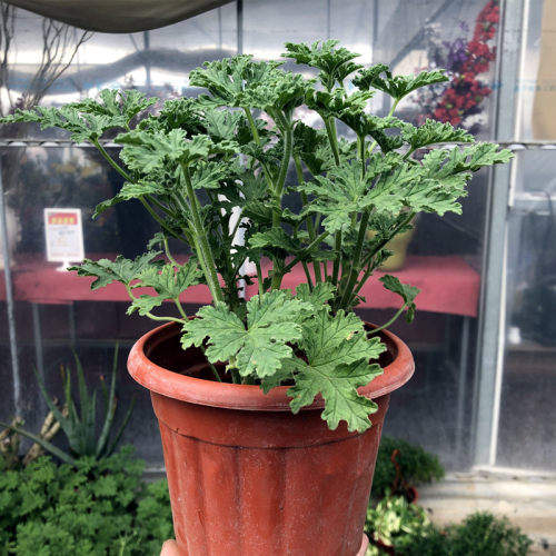 驱蚊草草本庭院阳台花园秋季驱蚊