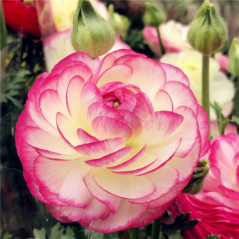 花毛茛洋牡丹盆栽花苗带花阳台庭院耐寒花卉花期长耐养植物带花苞