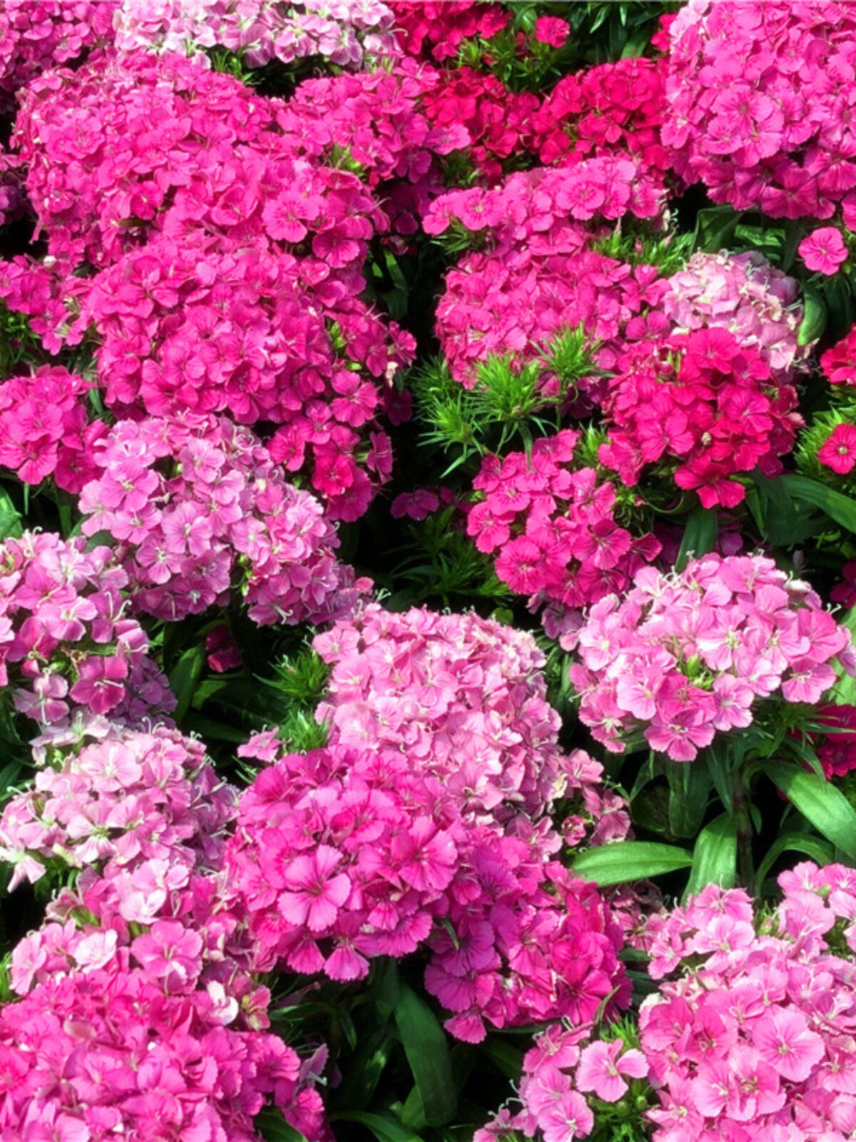 霹雳绣球石竹盆栽大苗带花苞庭院阳台花园绿化景观植物花期长耐养