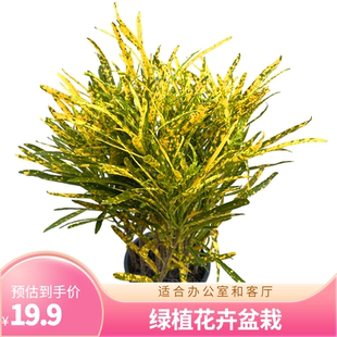 洒金木盆栽庭院花园地被植物黄金柏苗耐寒耐热耐热花园绿植花卉