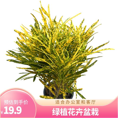 耐寒耐热洒金木耐阴绿植花卉